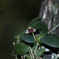 Bulbophyllum crassifolium Thwaites ex Trimen